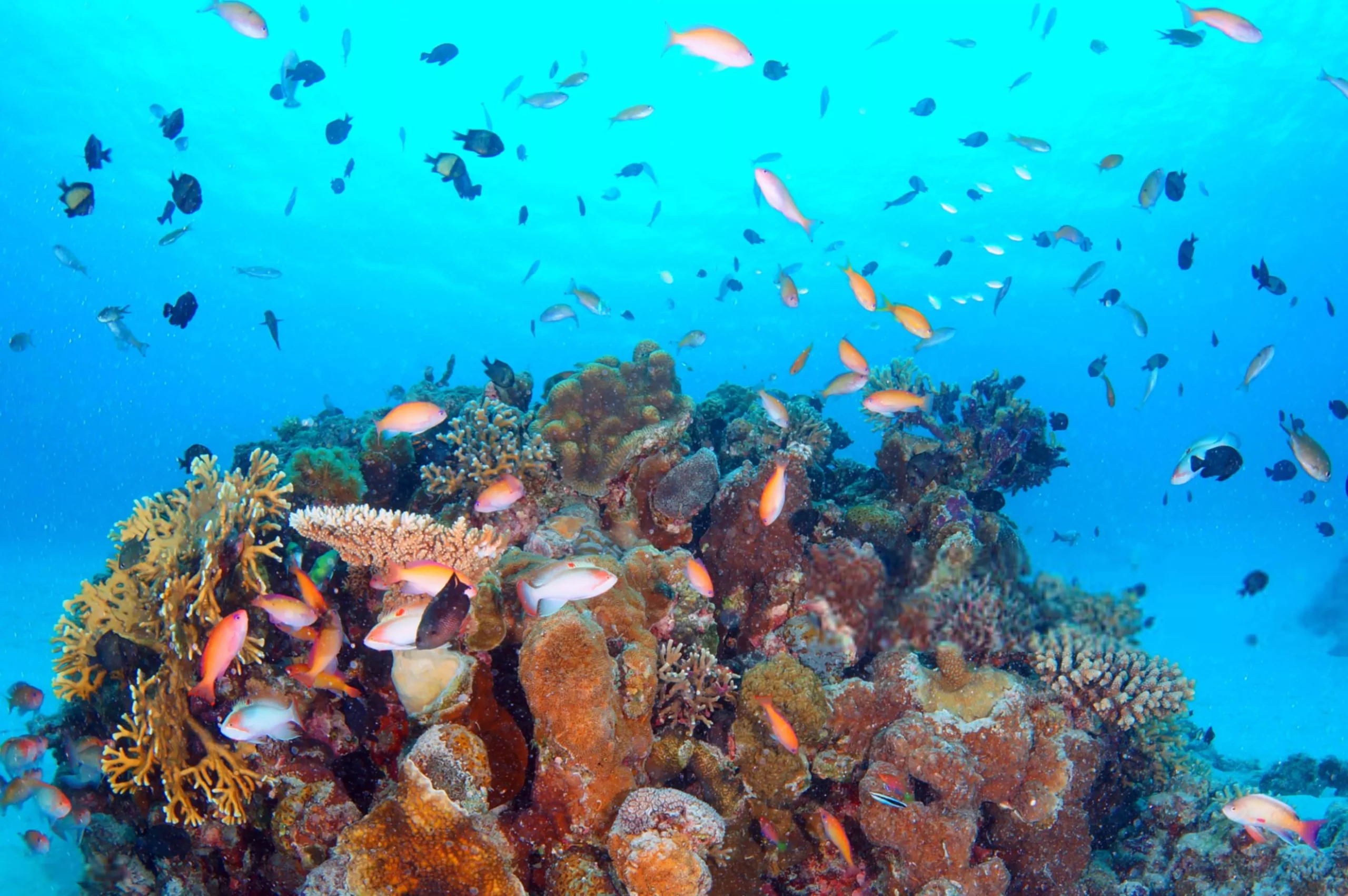 escursioni nel Mar Rosso